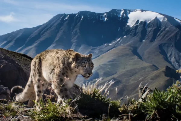 Leadership for Snow Leopard Conservation