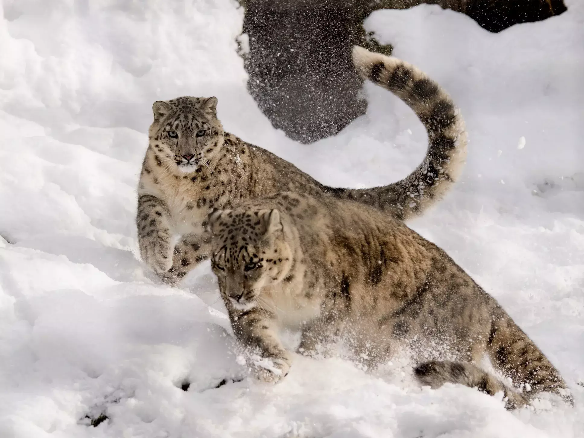 Snow Leopard Conservation