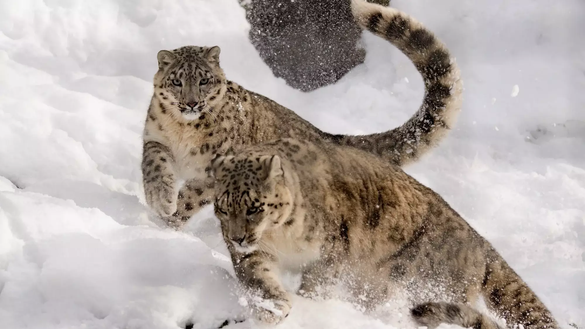 Snow Leopard Conservation