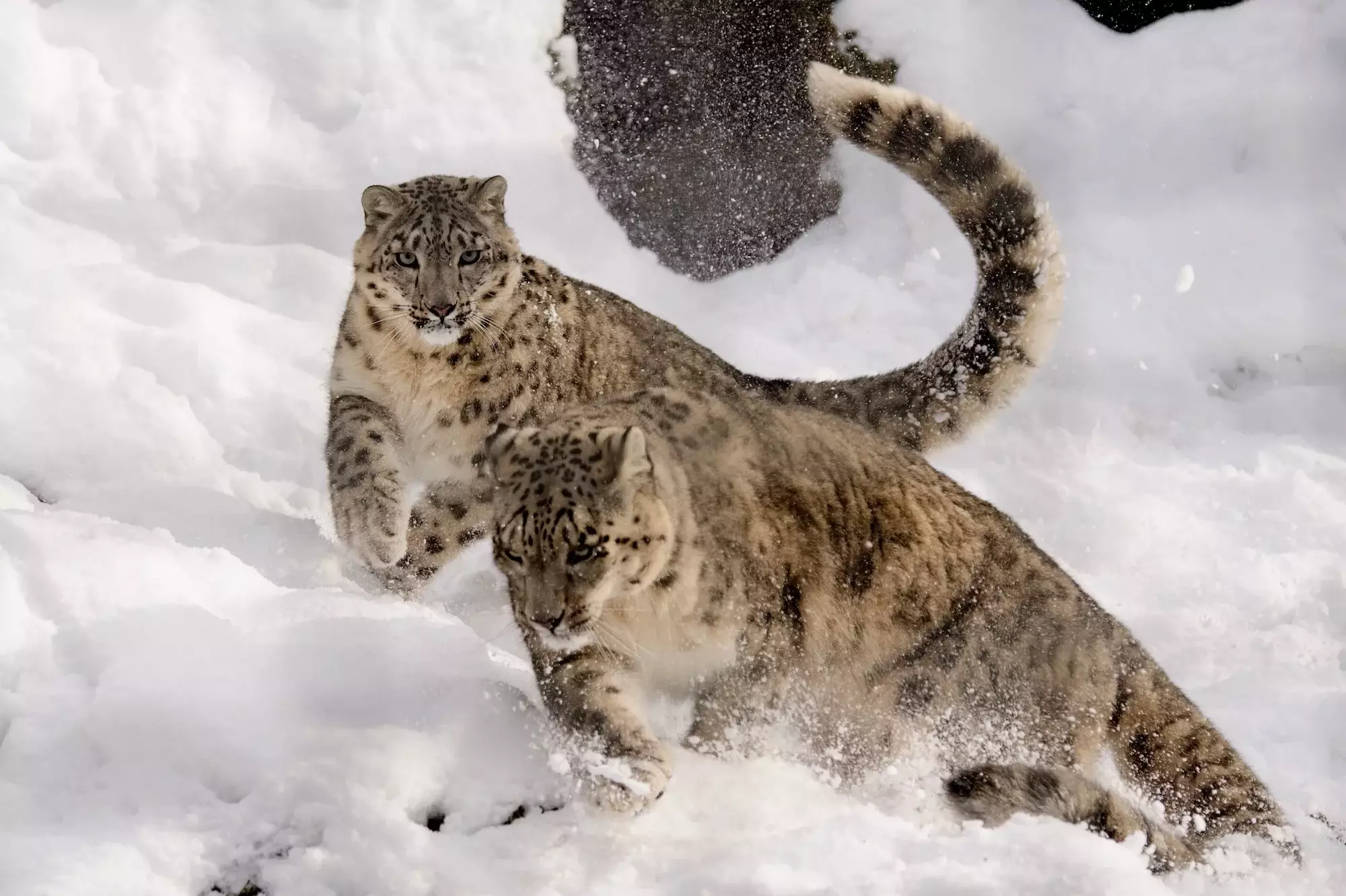 Snow Leopard Conservation