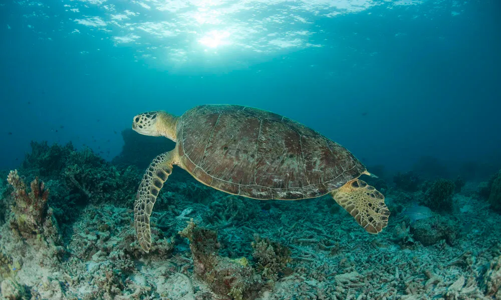 sea turtle